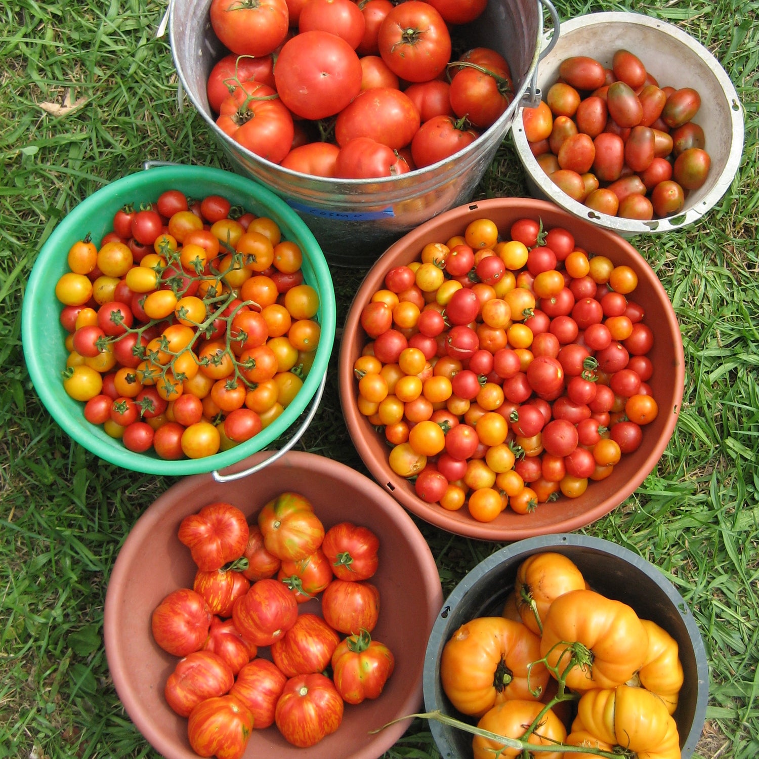 Tomatoes in containers