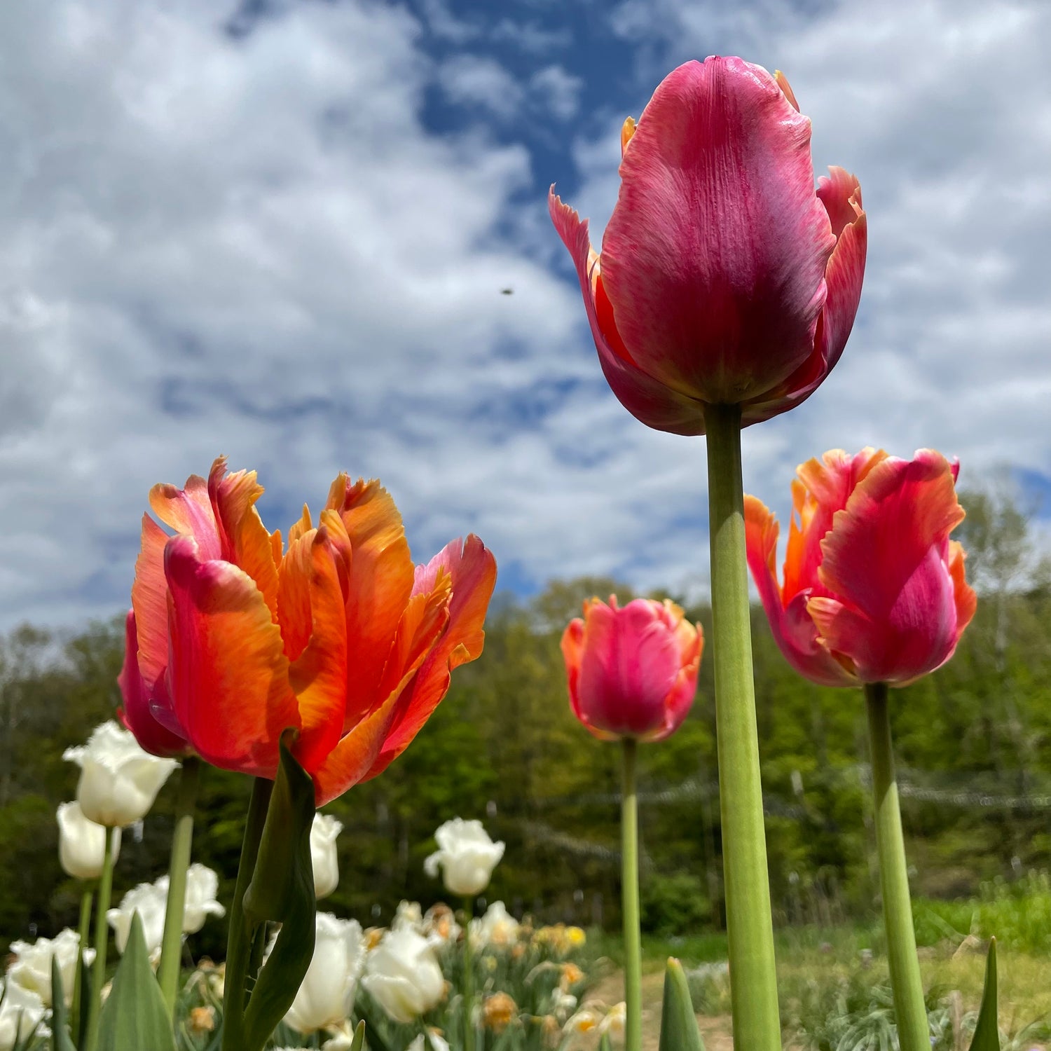 May Gardening Checklist