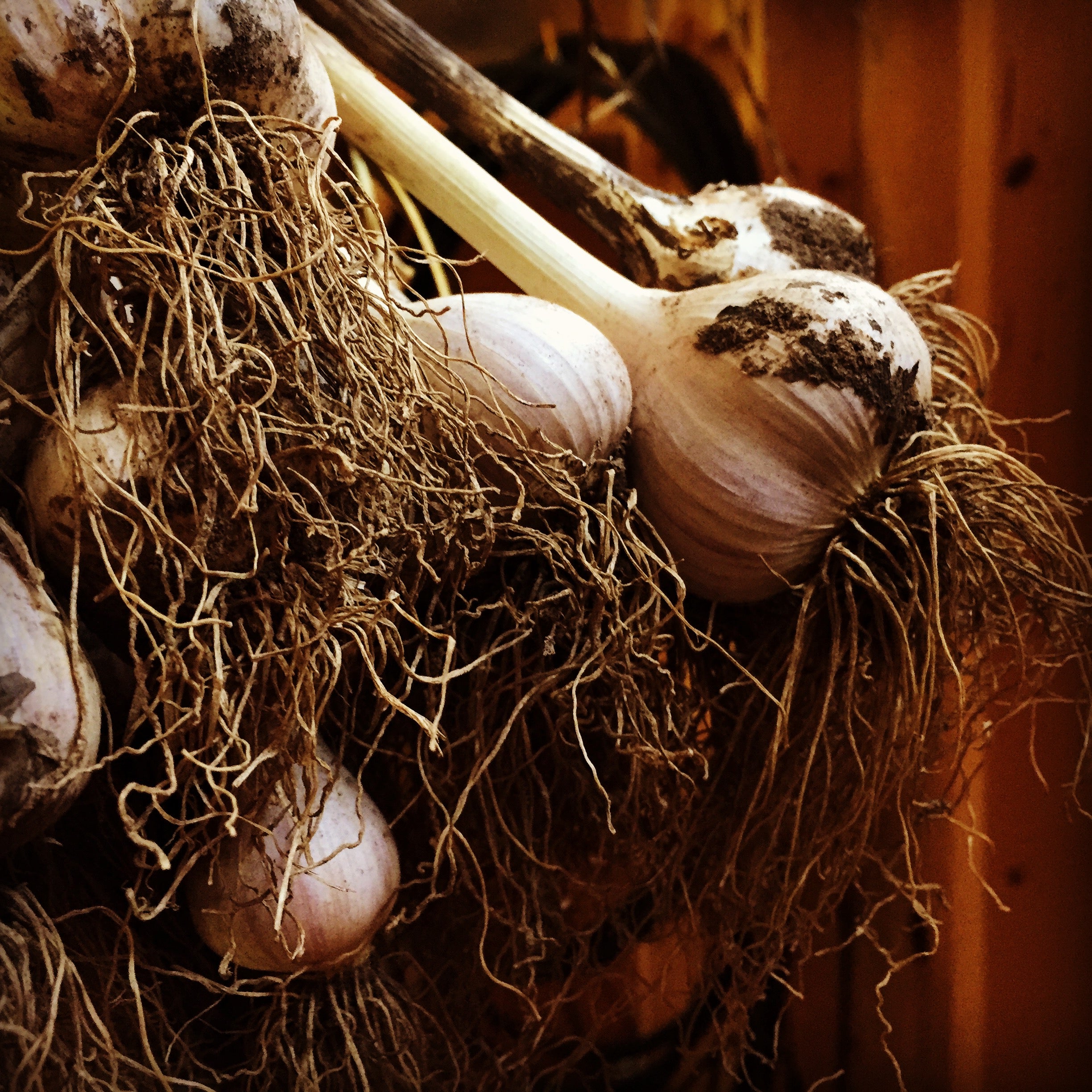 How to Grow Garlic