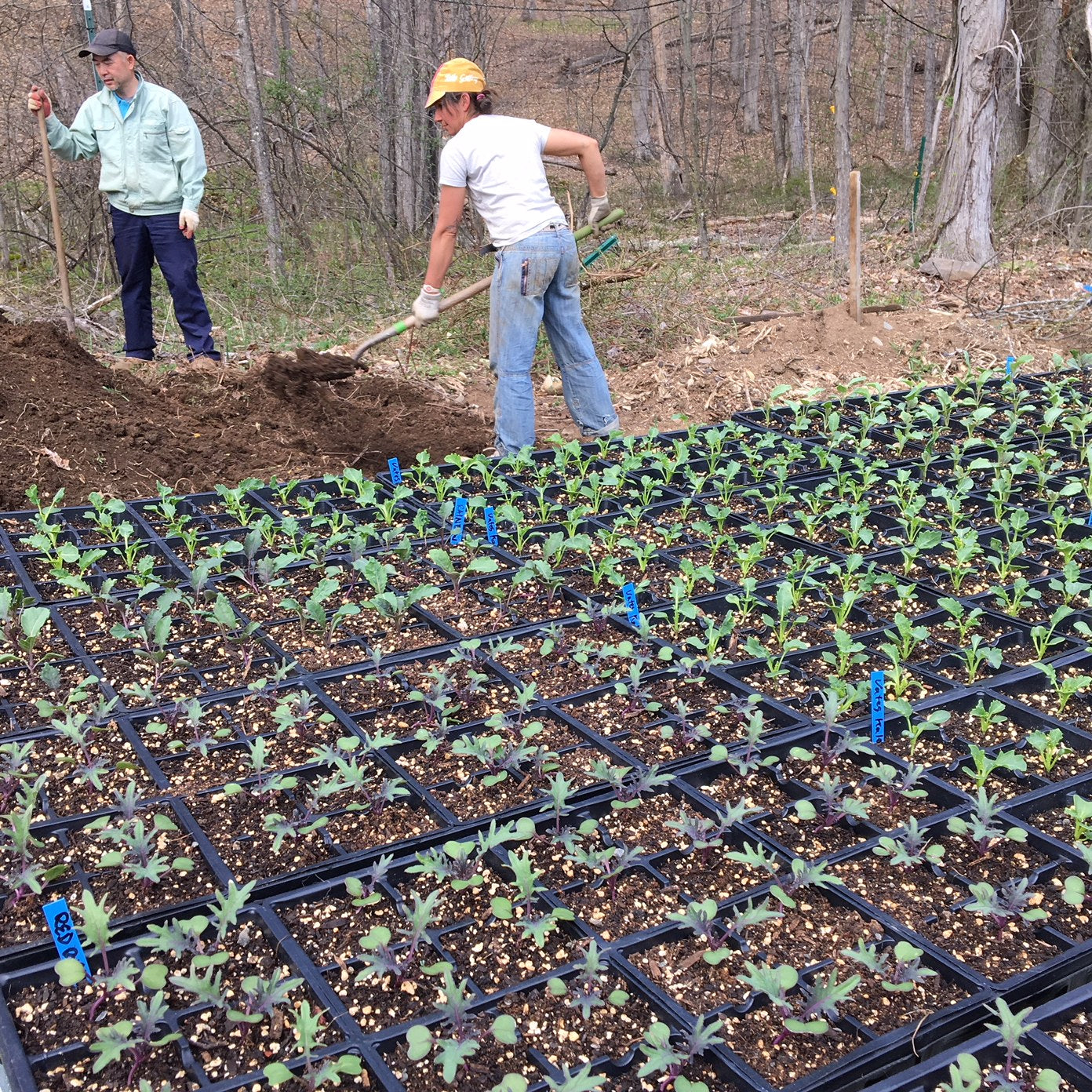 May Garden Tips and Seed Starting