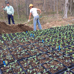 May Garden Tips and Seed Starting