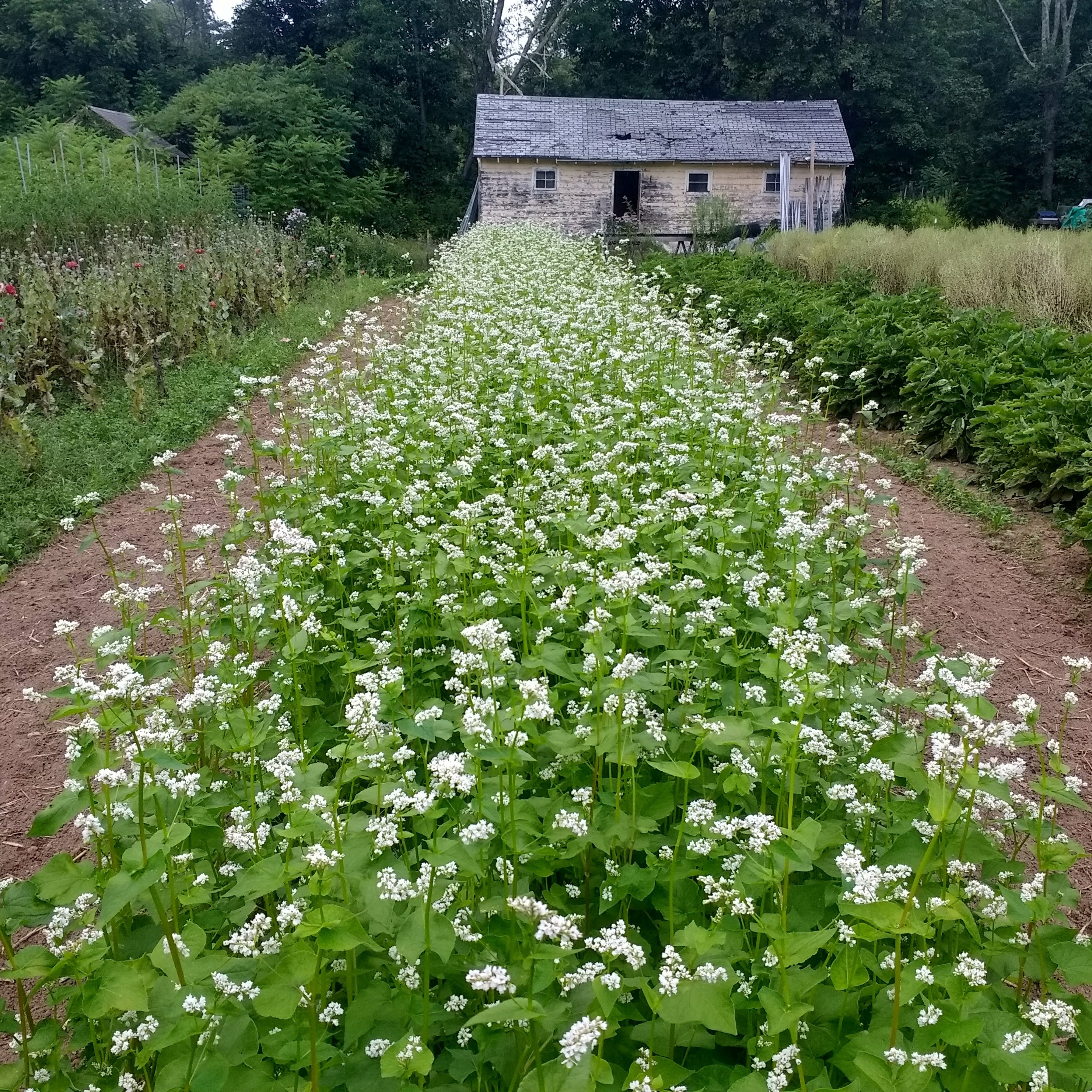 Buckwheat cover crop growing at the farm