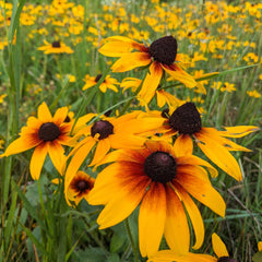 Winter Sown Flowers