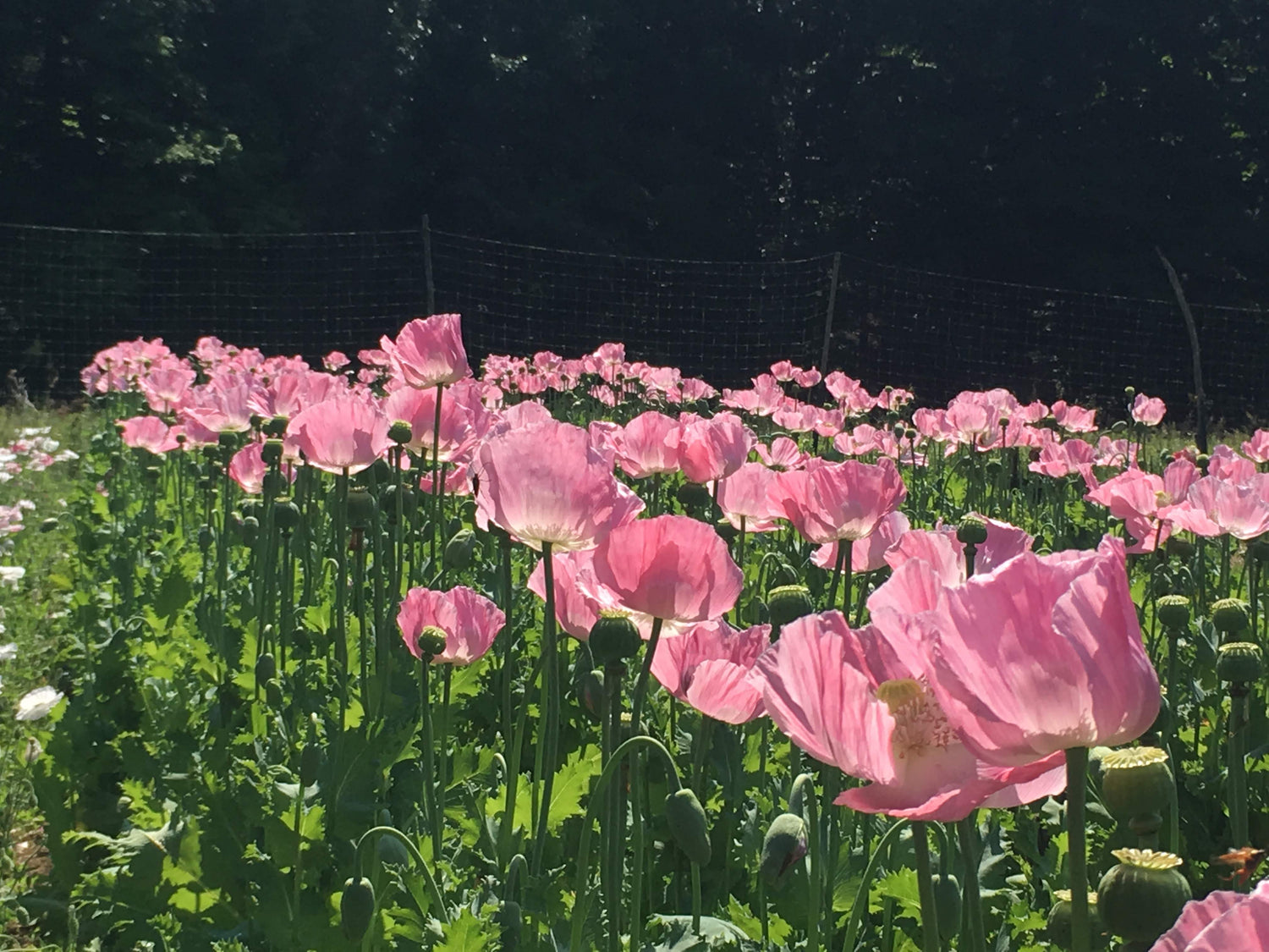 How to Grow Poppies from Seed
