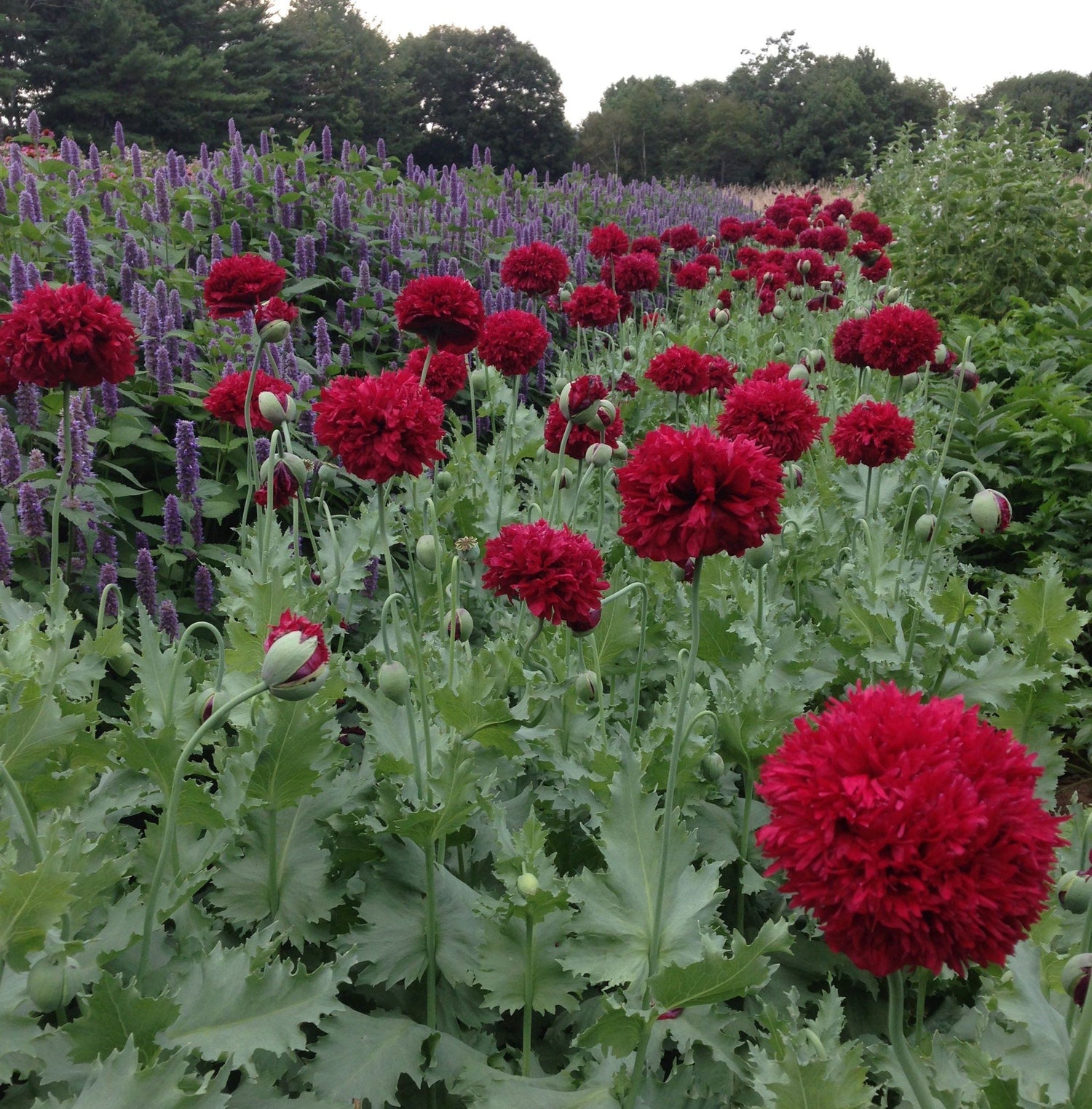 How to Grow Poppies from Seed