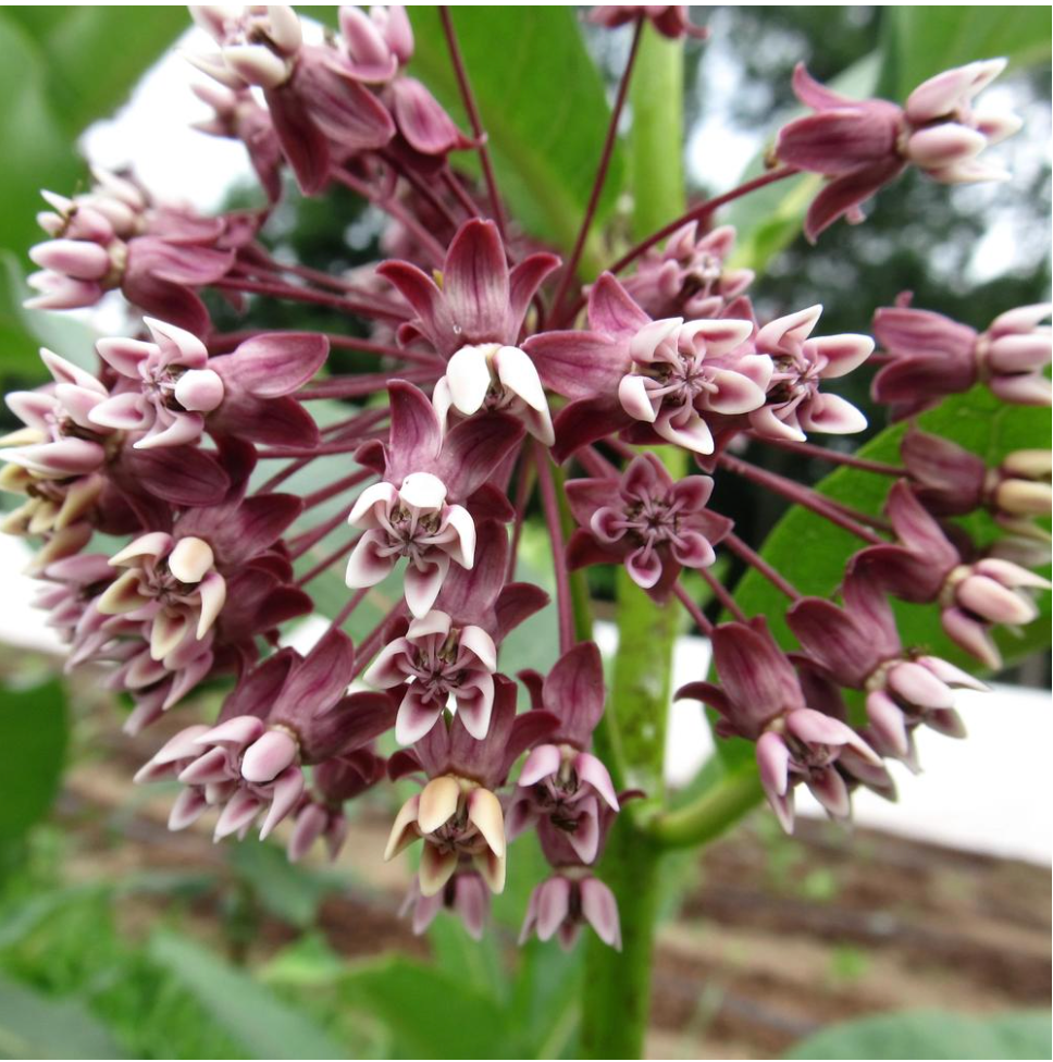 milkweed