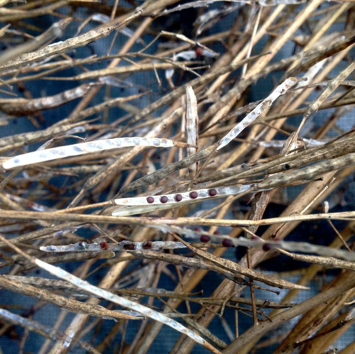 Winter is for Dreaming