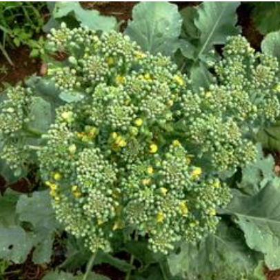 Weather Records, Endless Broccoli Bliss, and Summer Sowing