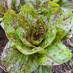 Salad All Summer Long (and through fall too!)