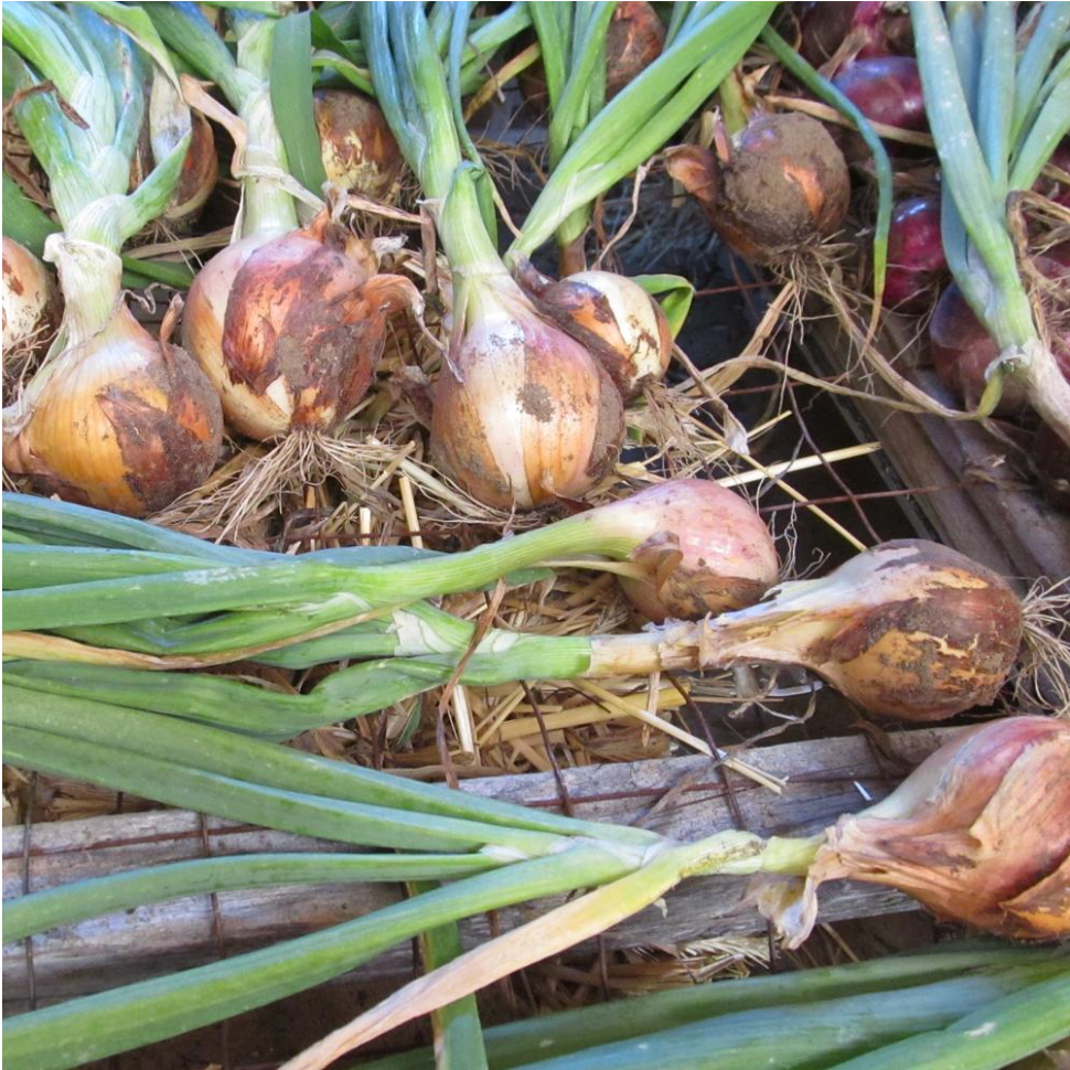 Ready, Set, Alliums!