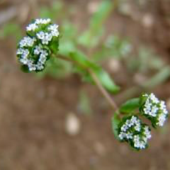 Farm Intern Notes: First Seed Harvest, Mache