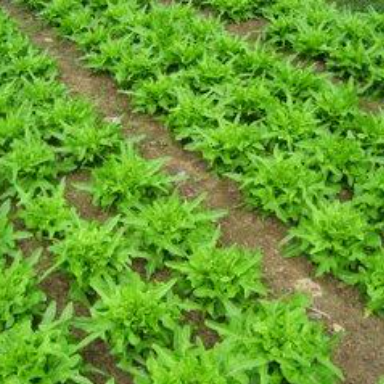 Changing Beds for Summer Plantings