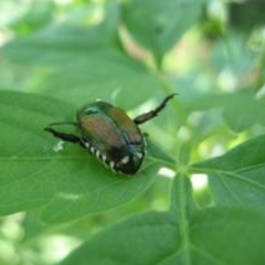 Bug Profile: Japanese Beetles