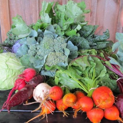 Are we there yet? Knowing when to harvest your veggies