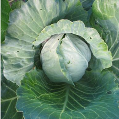Garden Harvest Spotlight: Cabbage