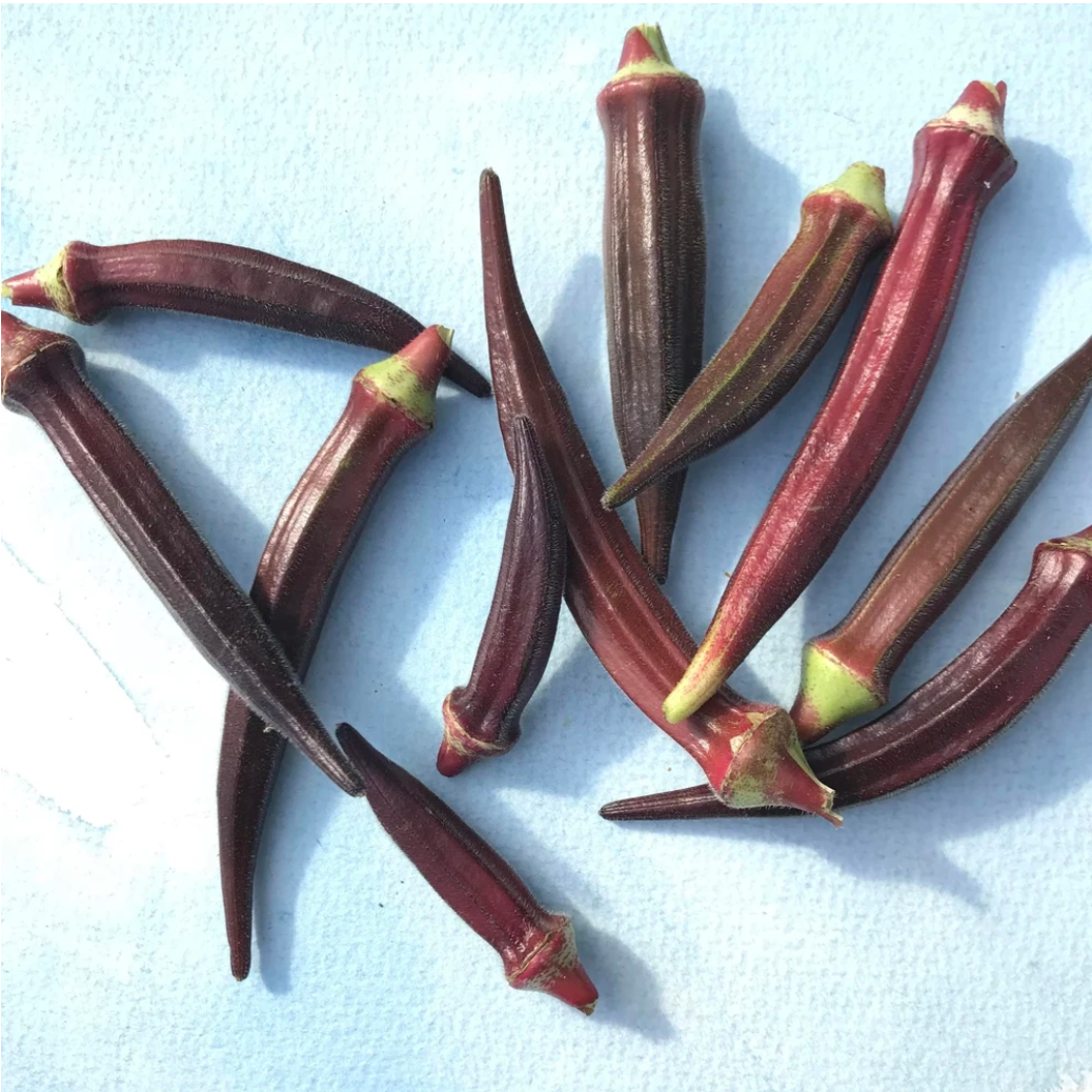 burgundy okra