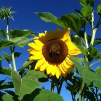 A Meal Fit for a Bee: 18 Edible Flowers