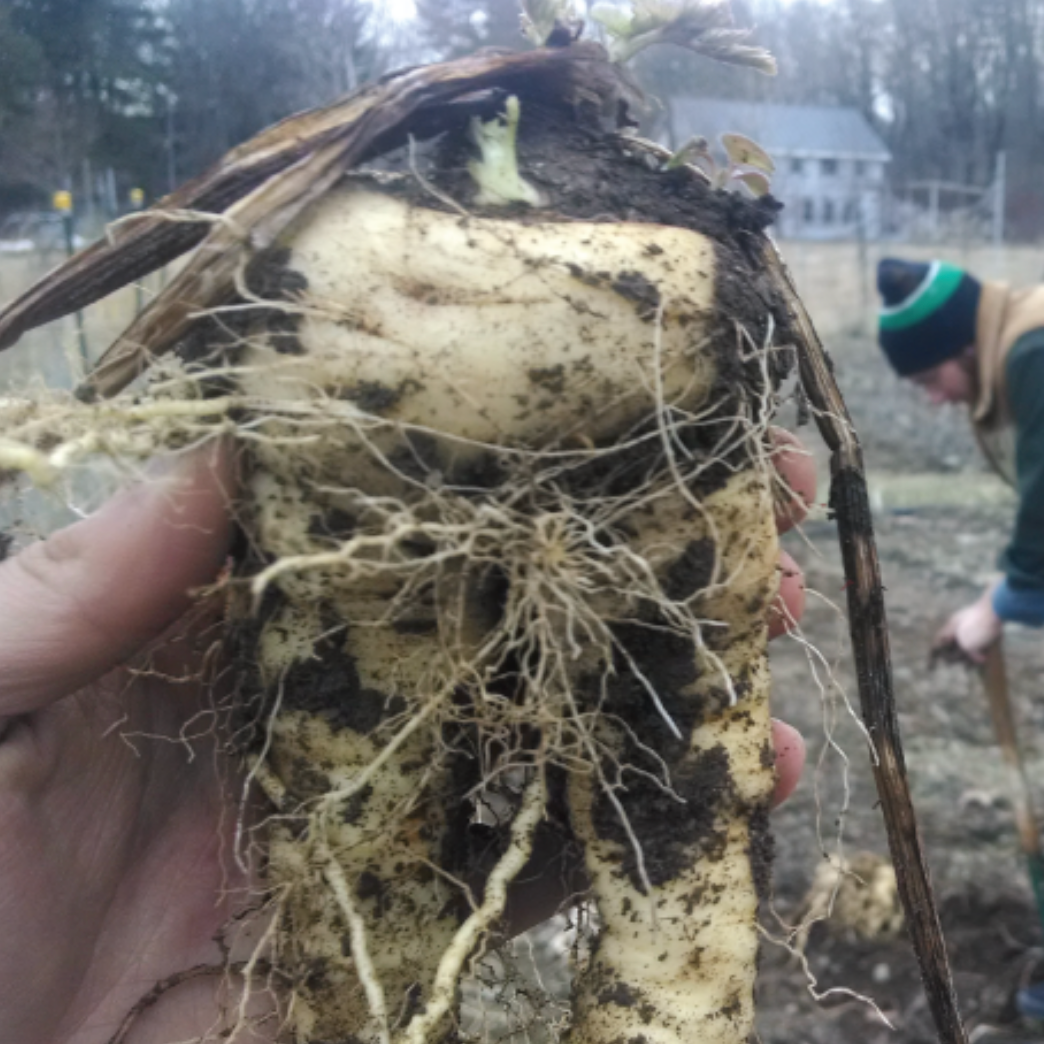 A Chorus of Garden Chores