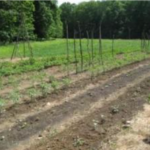 Transplanted seedlings in rows