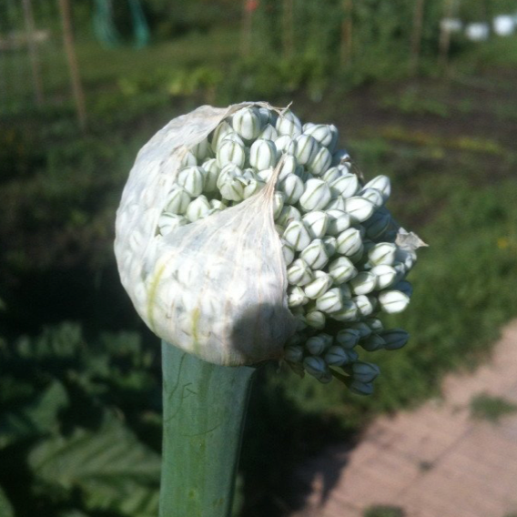 How to Plant Onions