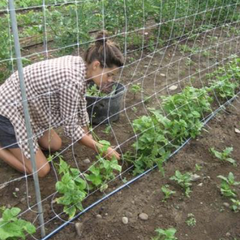 Efficient Weed Control