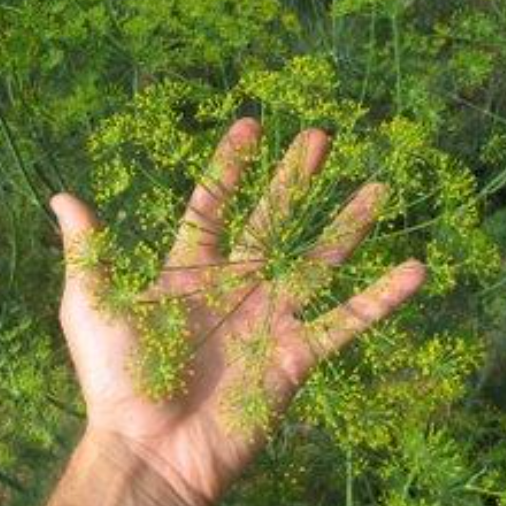 Farm Hands