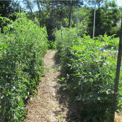 Troubleshooting in the Tomato Patch