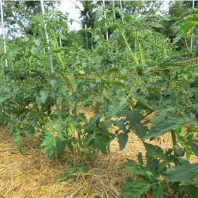 Pruning Tomatoes