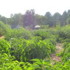 Market Stand Outs for Small and Micro Farms