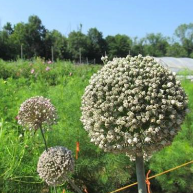 Seed Sense: Allium Cross Pollination