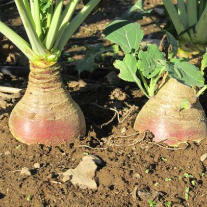 Storing Vegetables for Winter