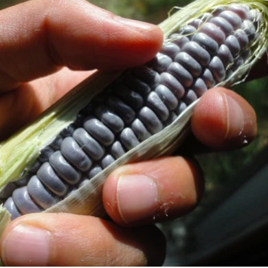 Freedom to Share Seeds