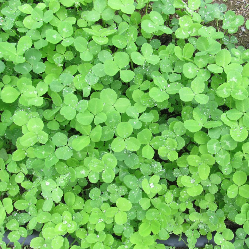 Spring Cover Crop Care