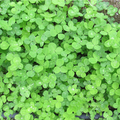 Spring Cover Crop Care