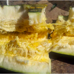 Harvesting and Cleaning Zucchini Seeds