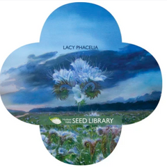 The Story of a Seed: Lacy Phacelia