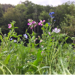 The Story of a Seed: Shade Garden Mix