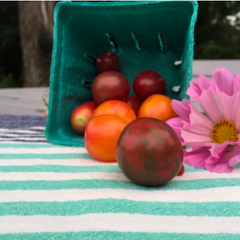 The Story of a Seed: Bumble Bee Mix Cherry Tomato