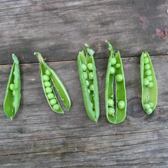 Plant Personality: Peas Please