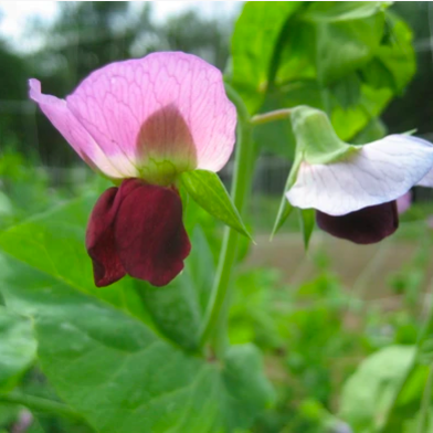 The Story of a Seed: Swiss Giant Snow Pea