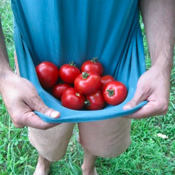 Growing Great Tomato Transplants