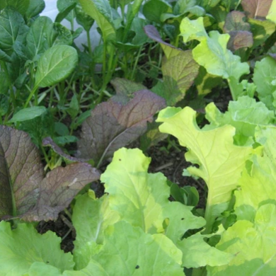 Growing in the Shadows: Shade Tolerant Varieties