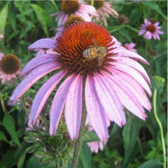 Sipping The Seedy Benefits Of Herbal Teas