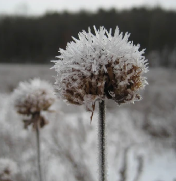 Grow-How: Your January Gardening Checklist