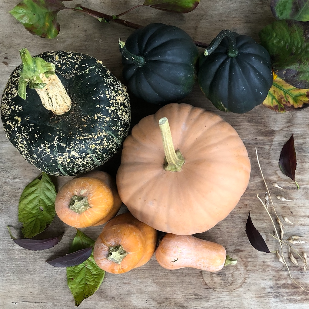 October Gardening Checklist