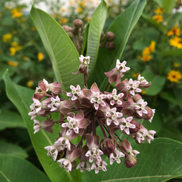 Starting Milkweed from Seed