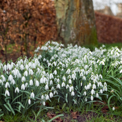 Gardening in March