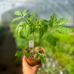 How to Harden Off Seedlings