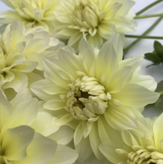 How to Plant Dahlia Tubers