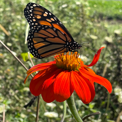 Planning for Pollinators